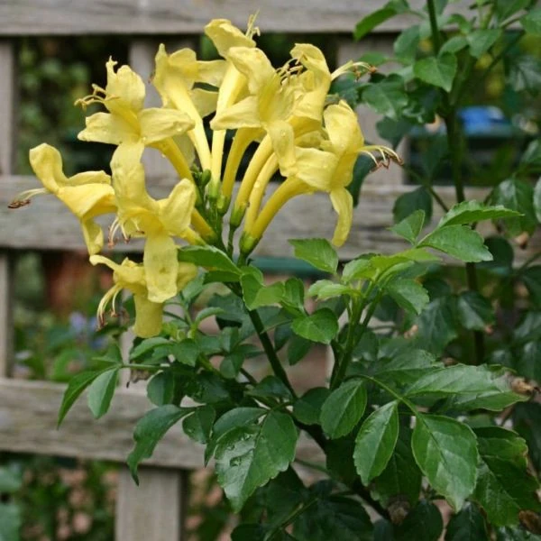 Изображение Текомария капская  - Tecomaria capensis