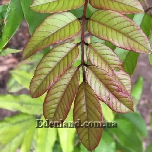 Зображення Мілетія велика - Millettia grandis