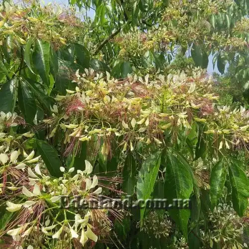 Изображение Кратева священная - Crateva religiosa