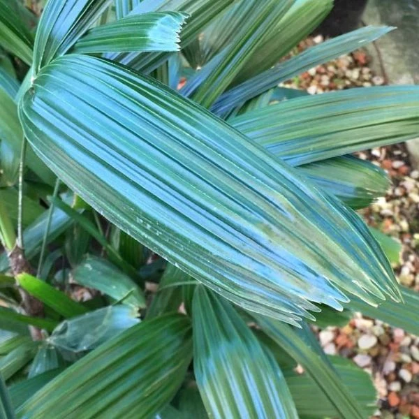 Зображення Рапис тонкий  - Rhapis subtilis 