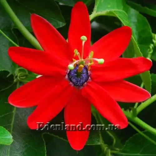 Зображення Пасифлора рукавчаста - Passiflora manicata