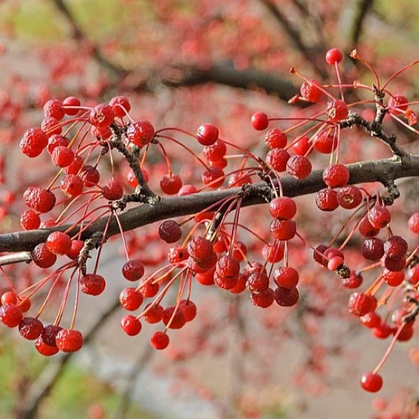 Изображение Яблоня Саржента - Malus sargentii  