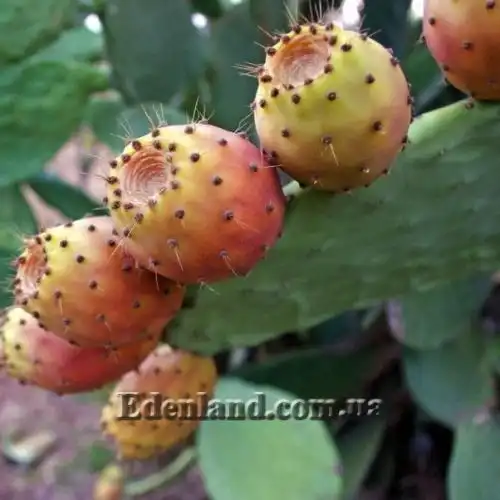 Зображення Опунція індійська  - Opuntia ficus-indica 