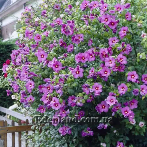 Изображение Гибискус сирийский (цвет - смесь) - Hibiscus syriacus