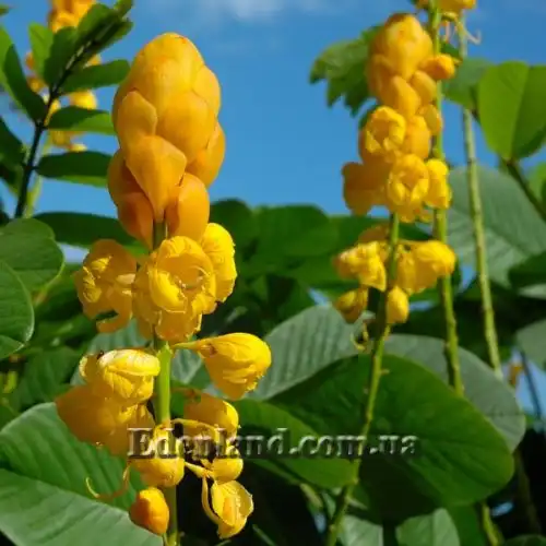 Изображение Сенна крылатая - Senna alata