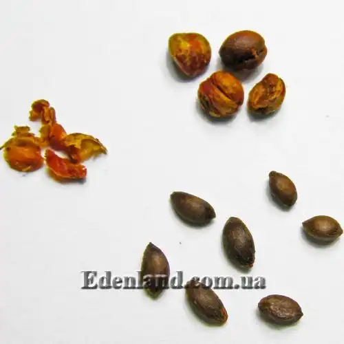 Изображение Целаструс метельчатый - Celastrus paniculatus