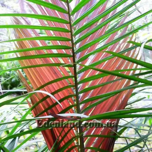 Изображение Дипсис волокнистый - Dypsis fibrosa