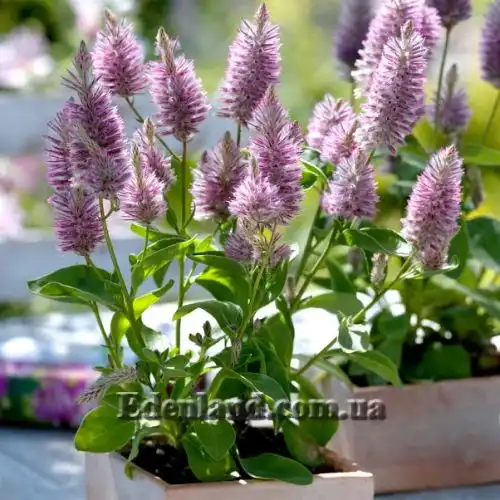 Изображение Птилотус возвышенный - Ptilotus exaltatus