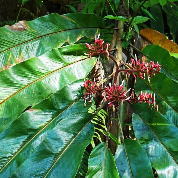 Зображення Альпінія прекрасна 'Нова Гвінея' - Alpinia pulchra 'New Guinea'  
