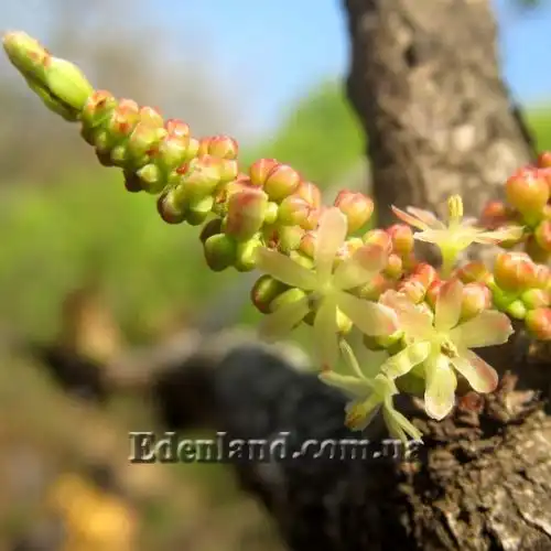 Изображение Филлантус эмблика - Phyllanthus emblica