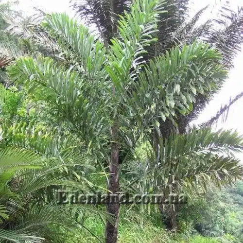 Изображение Валличия (валлихия) двухрядная - Wallichia disticha