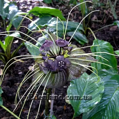 Зображення Такка Шантр'є - Tacca chantrieri