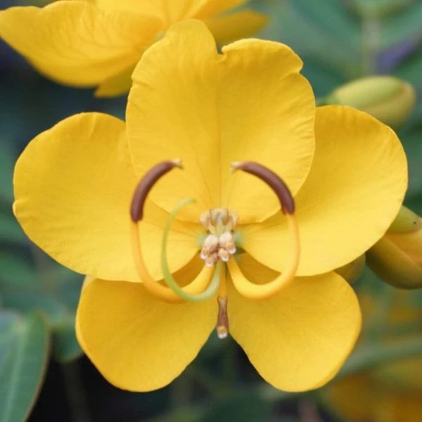 Сенна щитковидная - Senna corymbosa 