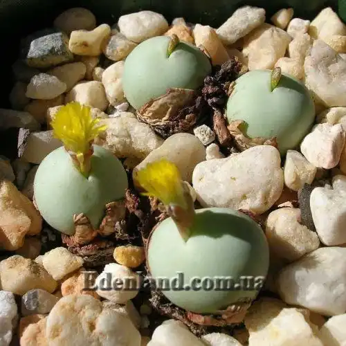 Изображение начало цветения