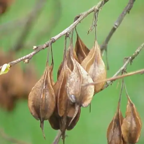 Изображение зрелые плоды