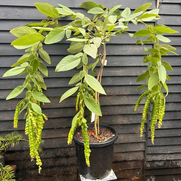 Зображення Філлодій гарний - Phyllodium pulchellum 
