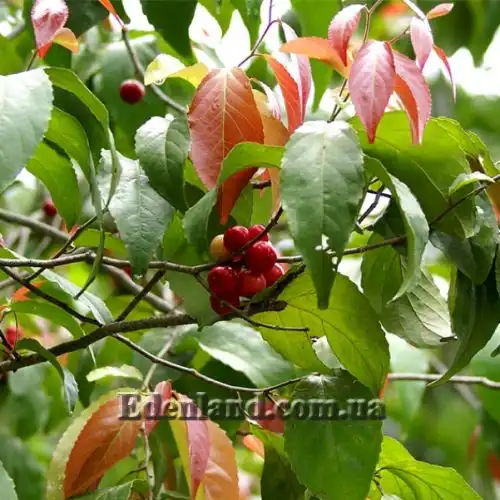 Изображение Флакуртия неколючая  - Flacourtia inermis