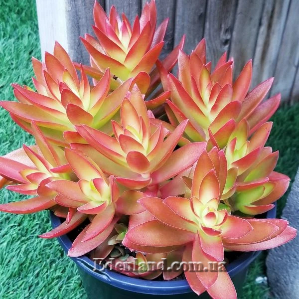 Изображение Крассула головчатая (костер) - Crassula capitella subsp. campfire