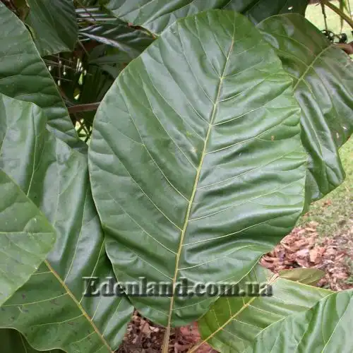 Изображение лист