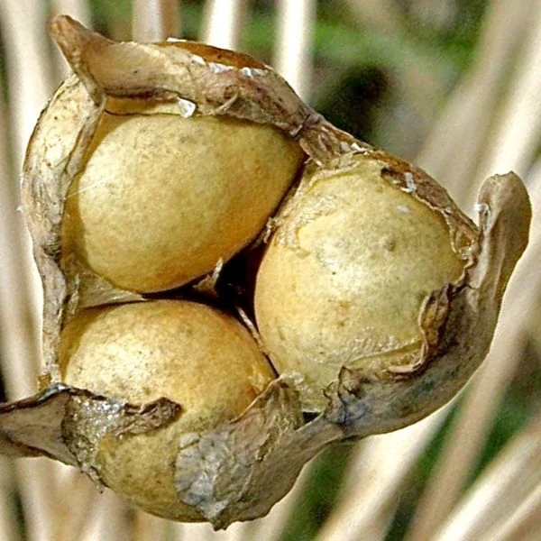 Изображение Боофона двухрядная  - Boophone disticha