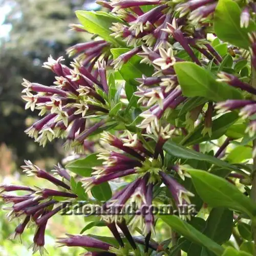 Изображение Цеструм самшитолистный  - Cestrum buxifolium