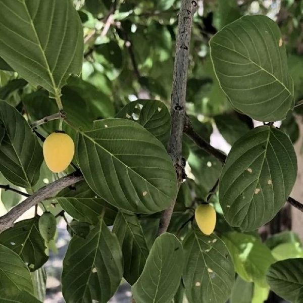 Изображение Берхемия двухцветная  - Berchemia discolor 