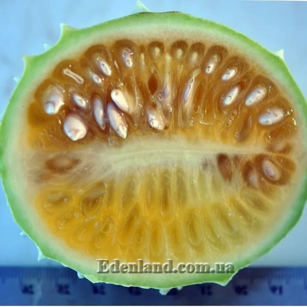 Изображение плод в разрезе