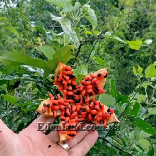 Зображення Ксилотека Крауса - Xylotheca kraussiana 