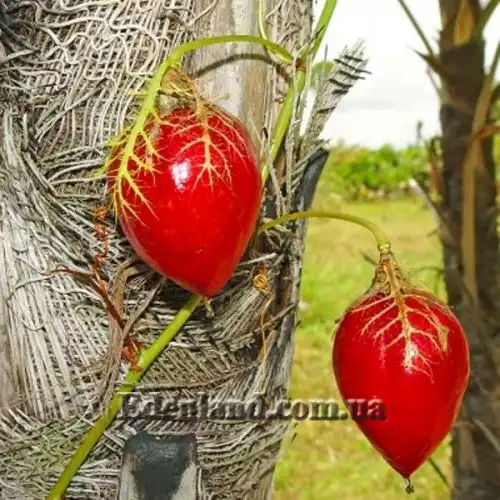 Изображение Пассифлора вонючая (гибискусолистная) - Passiflora foetida v.hibiscifolia