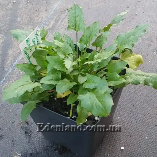 Изображение Блитум головчатый - Blitum capitatum