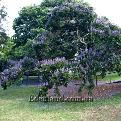 Зображення Мілетія велика - Millettia grandis
