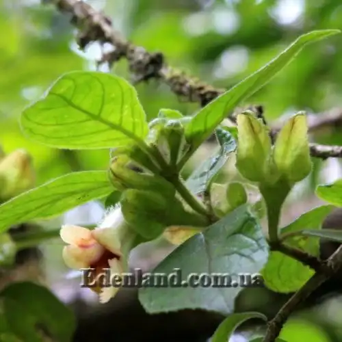 Изображение Дримония аллоплектусовидная - Drymonia alloplectoides