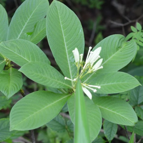 Зображення Неогіменопогон паразитичний - Neohymenopogon parasiticus 