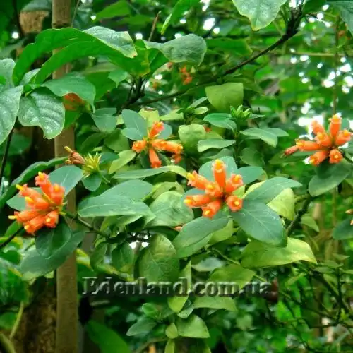 Зображення Бурчелія Бубаліна - Burchellia bubalina