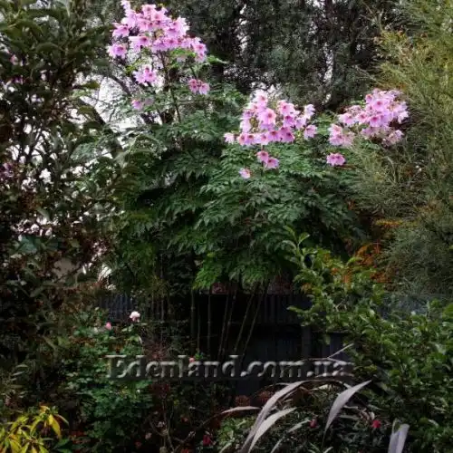 Зображення Жоржина імператорська - Dahlia imperialis