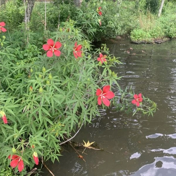 Изображение Гибискус шарлаховый (ярко-красный) - Hibiscus coccineus 