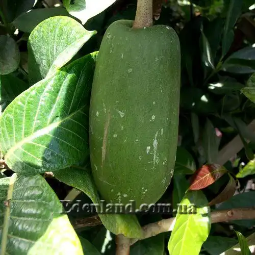 Изображение плод