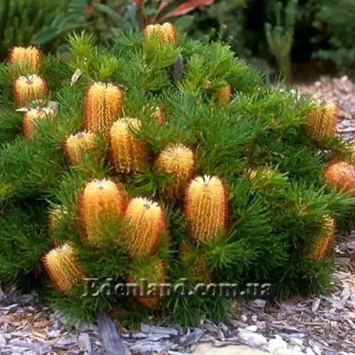 Изображение Банксия колючая - Banksia spinulosa