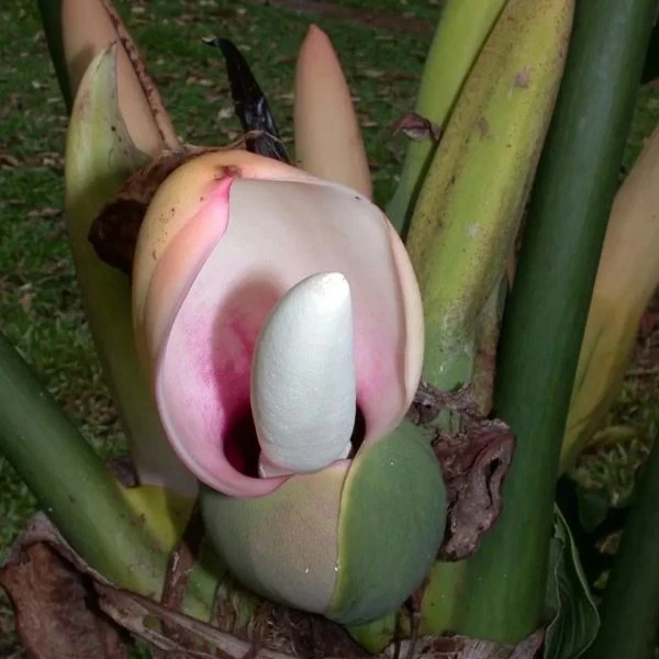 Зображення Філодендрон променистий - Philodendron radiatum 