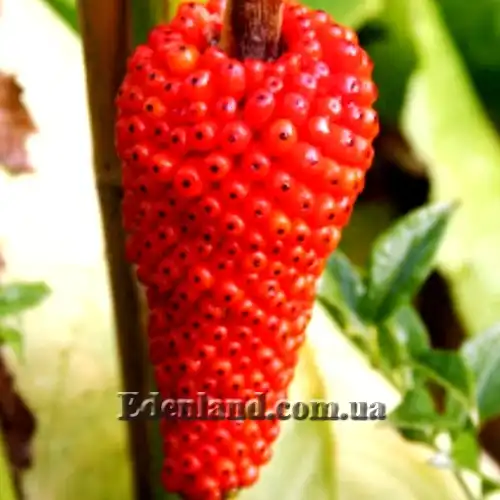 Изображение созревшие плоды