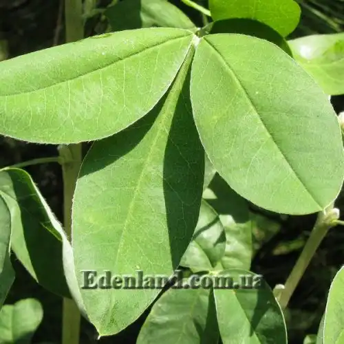 Изображение Лабурнум анагиролистный - Laburnum anagyroides