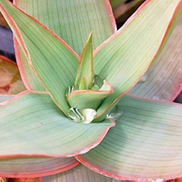 Зображення Алое смугасте - Aloe striata 