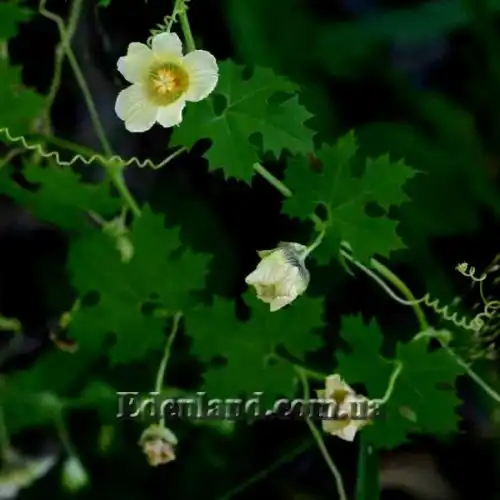 Изображение цветение