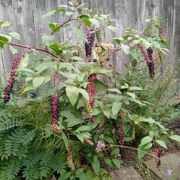 Изображение Фитолакка американская  - Phytolacca americana