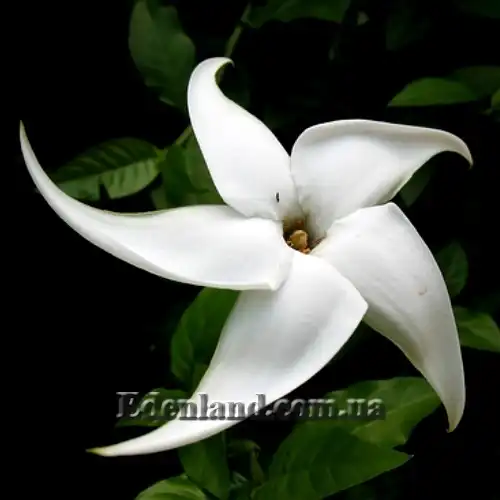 Изображение цветок