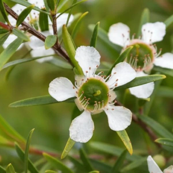 Зображення Лептоспермум Петерсона  - Leptospermum petersonii 