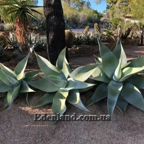 Изображение Агава Гуиенгола - Agave guiengola