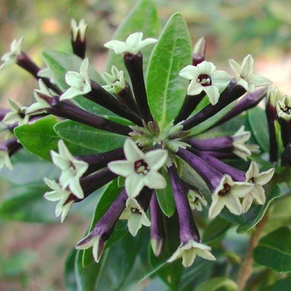 Зображення Цеструм повстяний - Cestrum tomentosum 