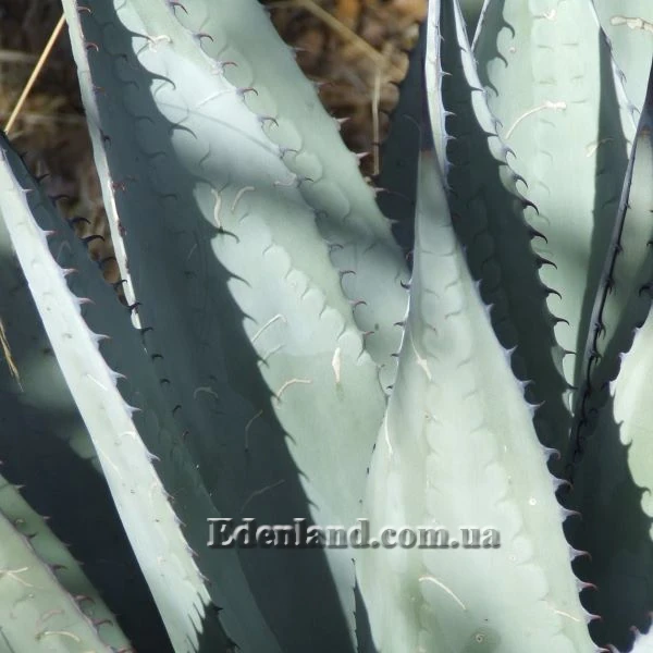Зображення Агава Хаварда  - Agave havardiana