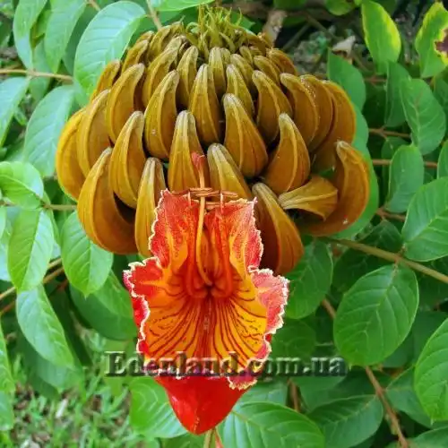 Изображение Спатодея колокольчатая - Spathodea campanulata